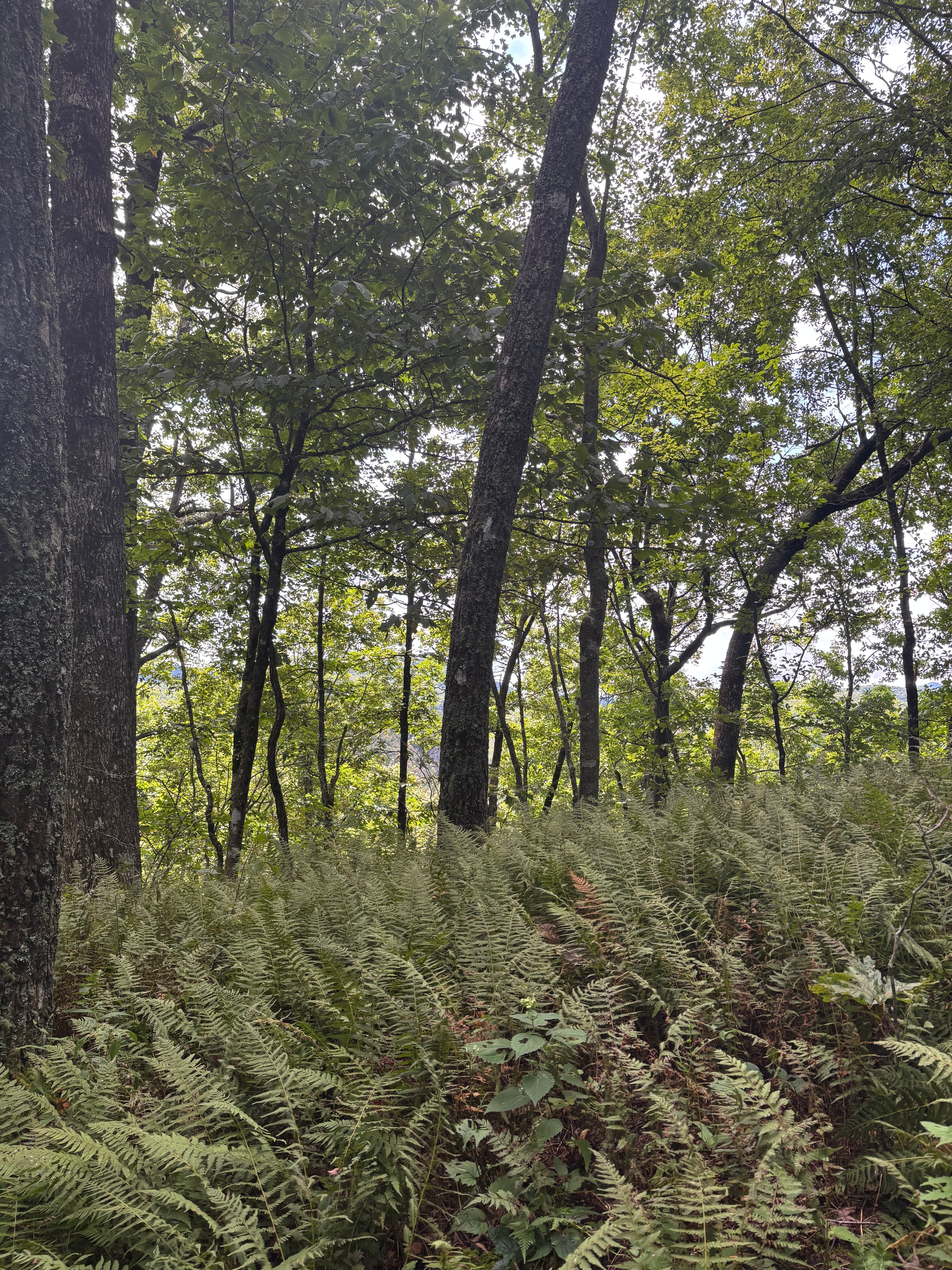 Asheville landscape