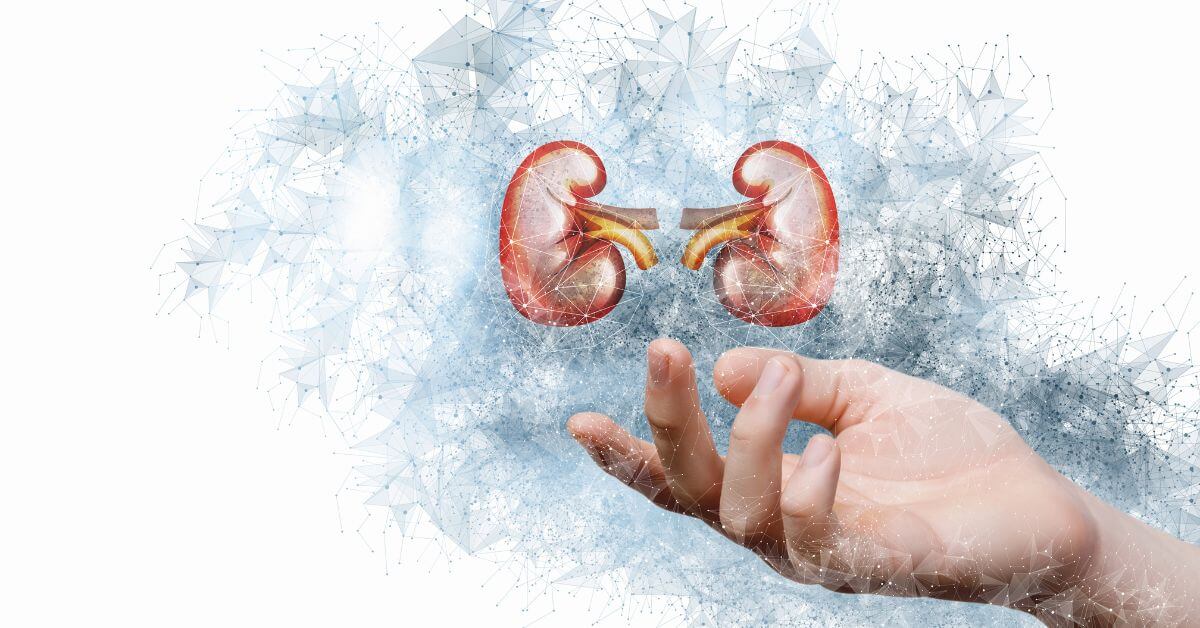 The Essential Role of the Kidney How It Keeps Us Alive
